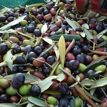 Agroturismo Il Caggio